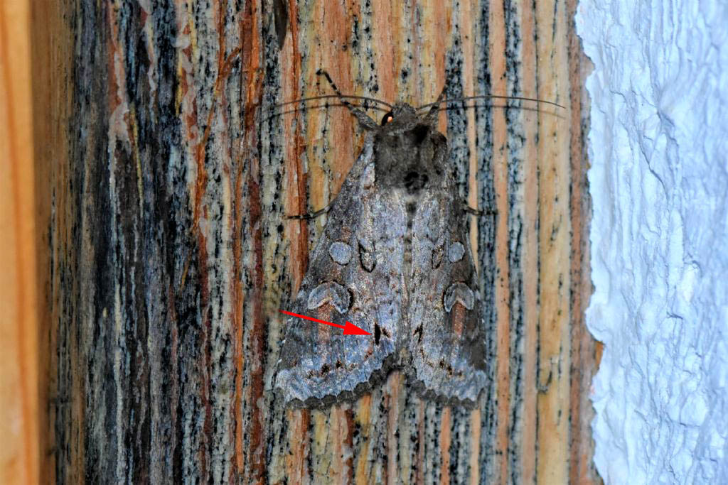 Polia hepatica? No, Polia bombycina - Noctuidae